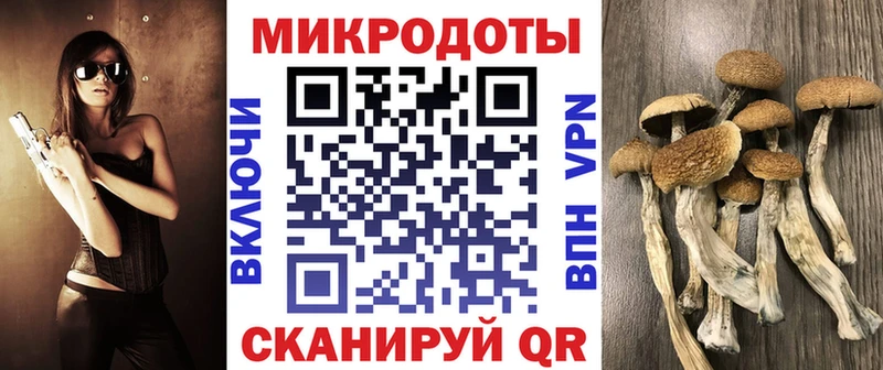 Галлюциногенные грибы Psilocybe Пудож