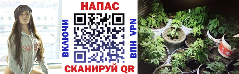 МАРИХУАНА конопля  ОМГ ОМГ как зайти  Пудож  как найти закладки 